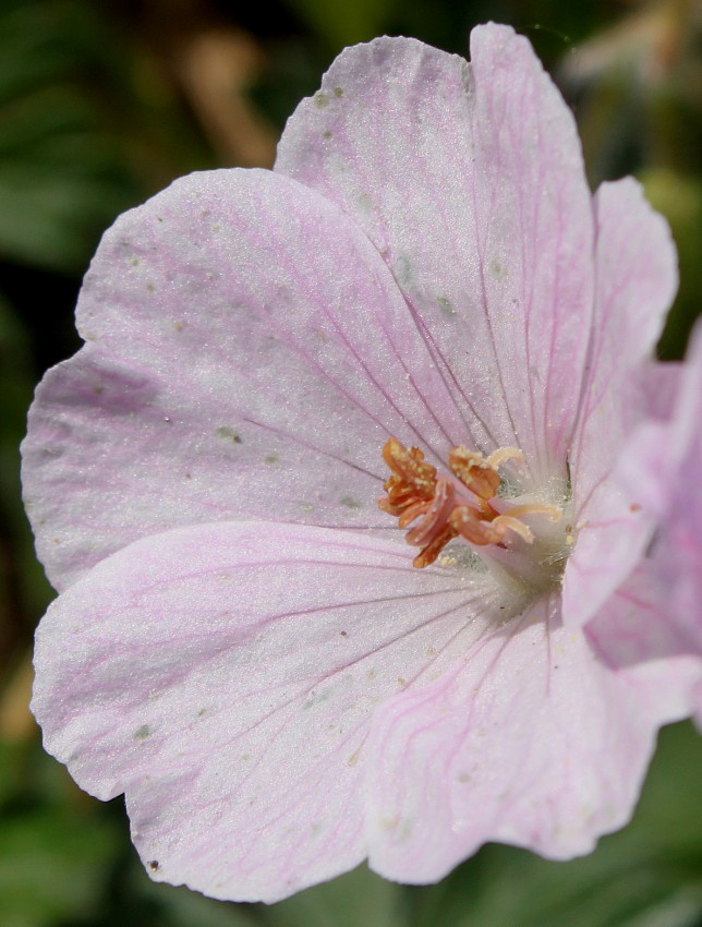 Image of Geranium sanguineum specimen.