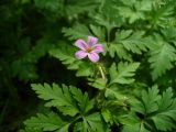 Geranium robertianum. Цветок и листья. Ставропольский край, г. Кисловодск, Долина роз, парк, в подлеске. 19.05.2014.