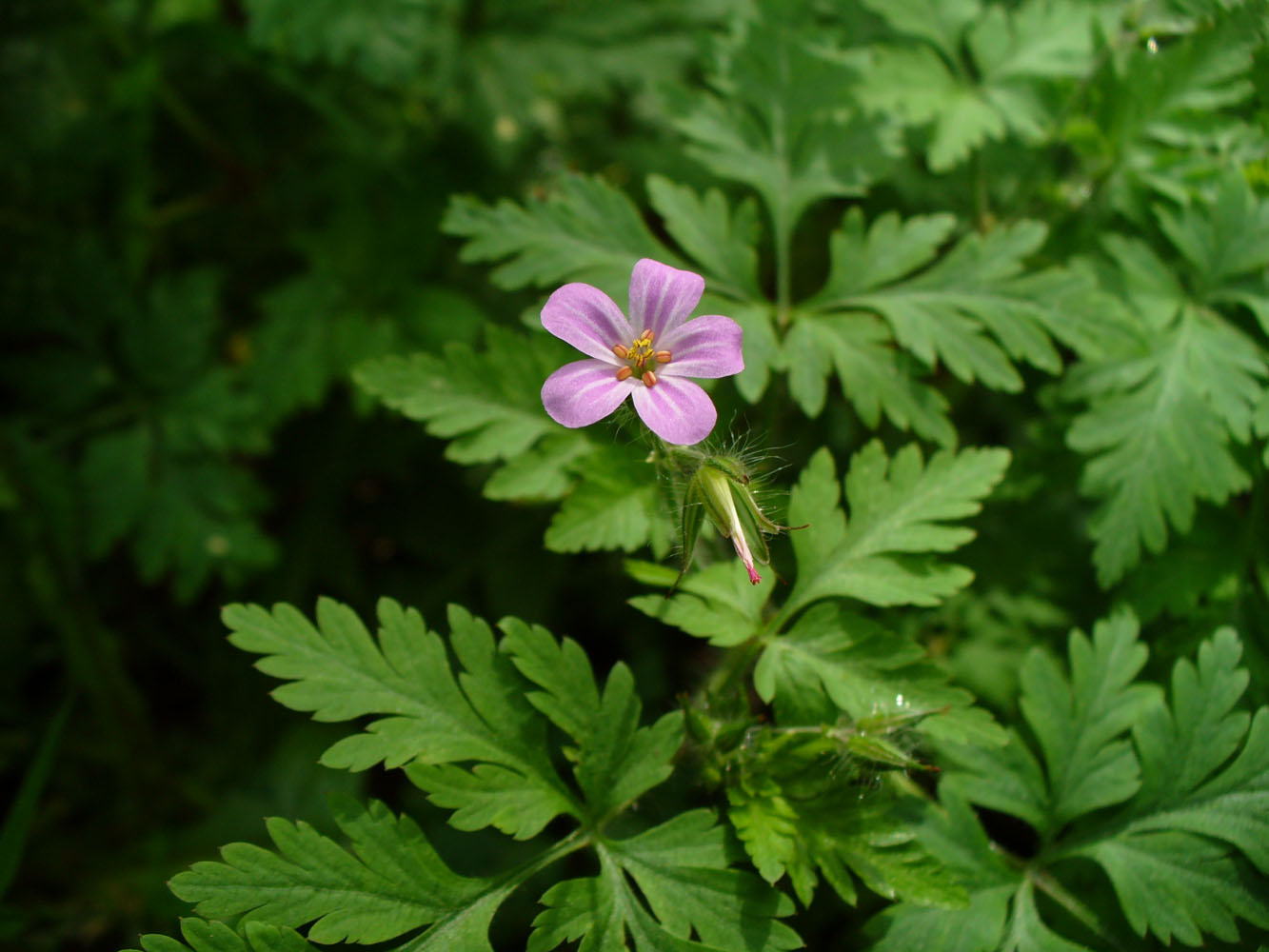 Изображение особи Geranium robertianum.