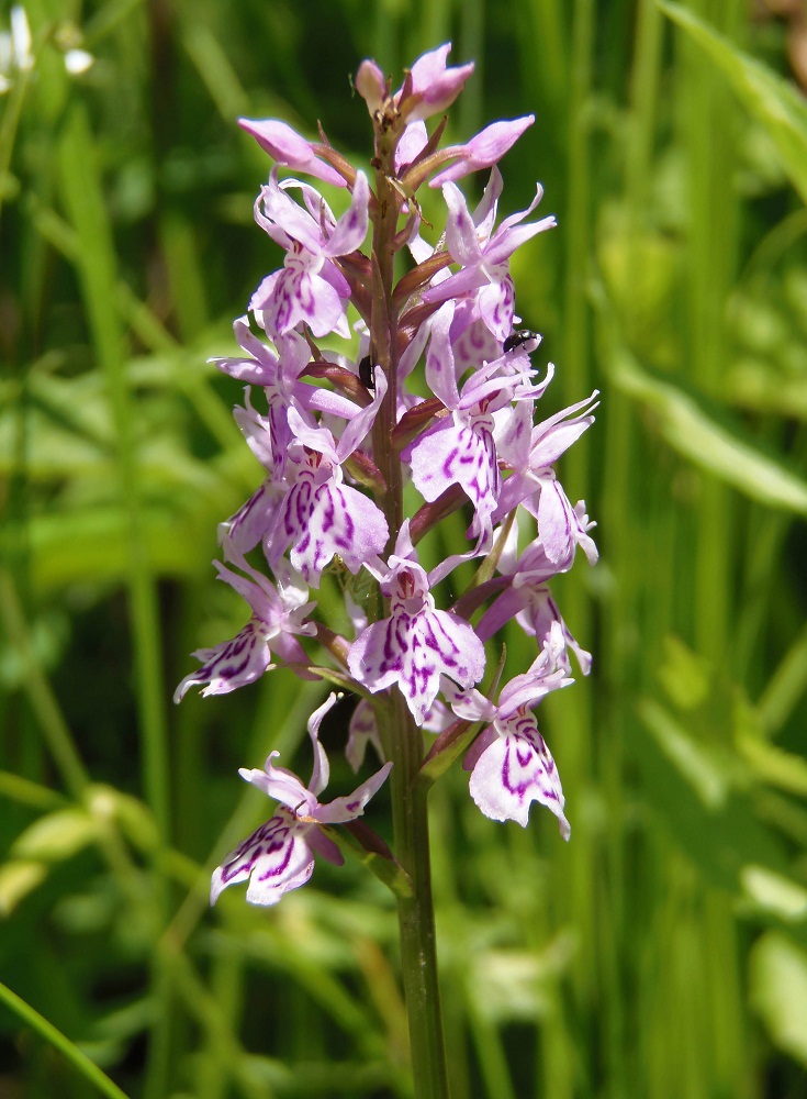 Image of Dactylorhiza fuchsii specimen.