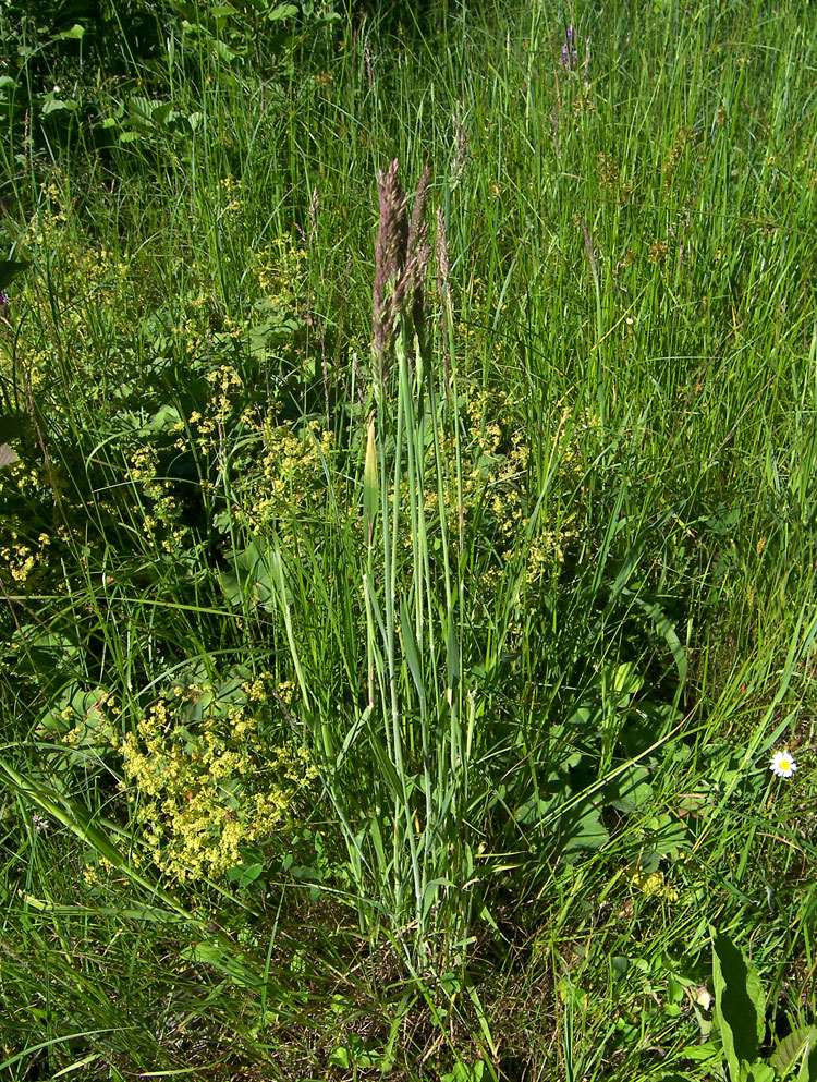 Image of Holcus lanatus specimen.