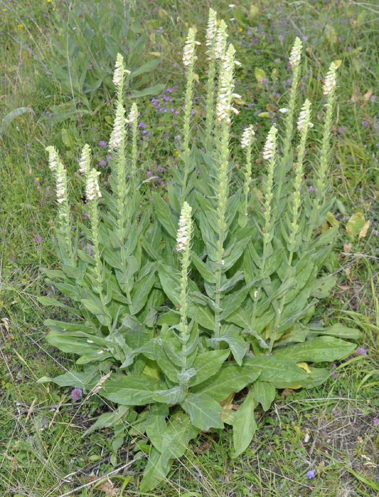 Image of Digitalis viridiflora specimen.