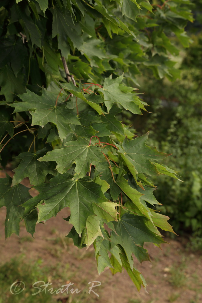 Image of Acer platanoides specimen.