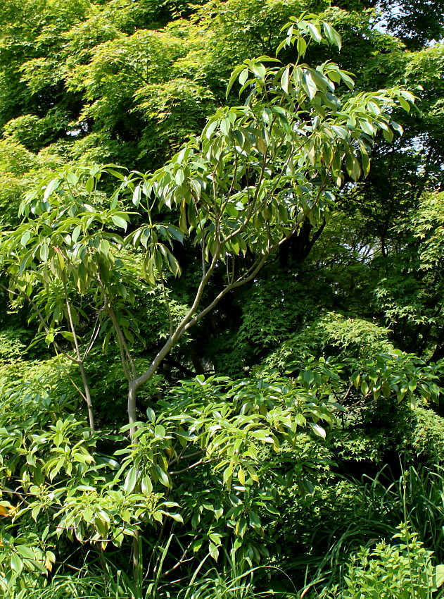 Изображение особи Trochodendron aralioides.