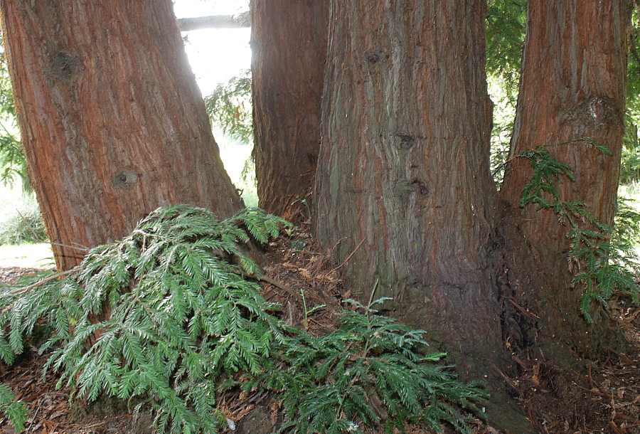 Image of Sequoia sempervirens specimen.