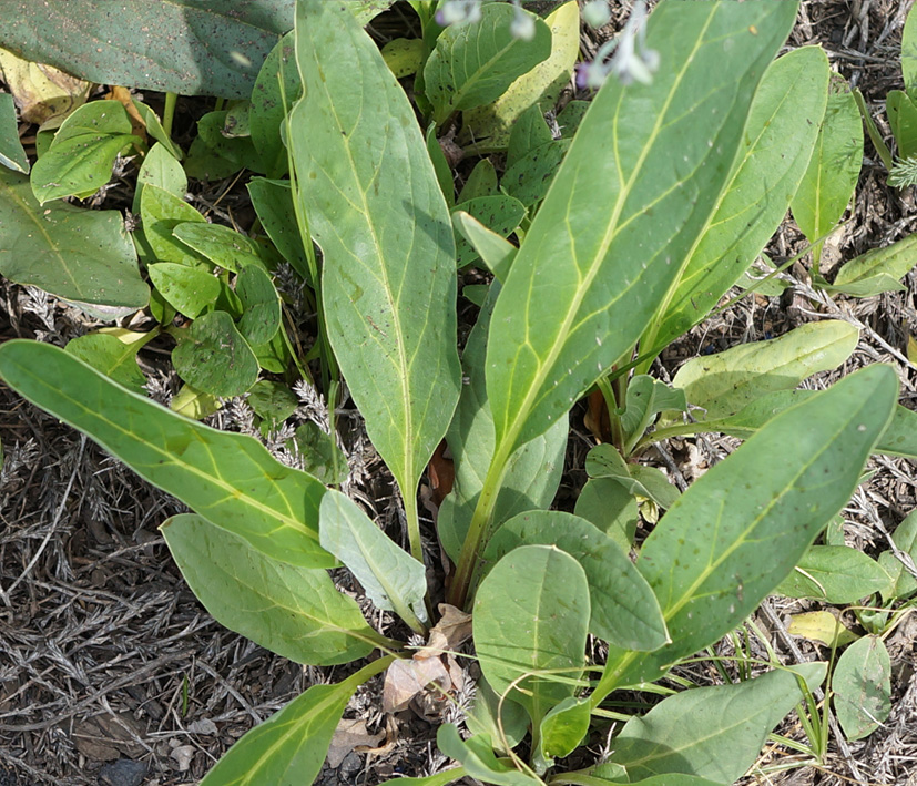 Image of Cynoglossum divaricatum specimen.