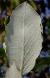 Garrya elliptica