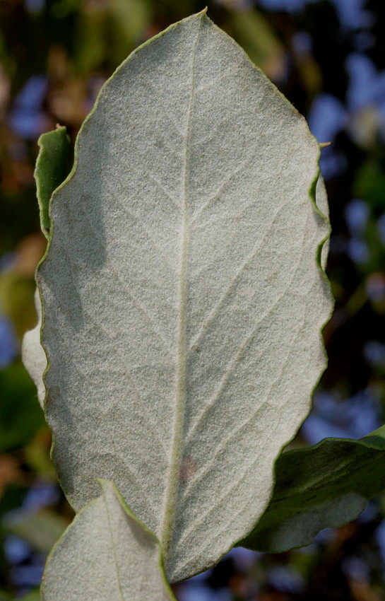 Image of Garrya elliptica specimen.