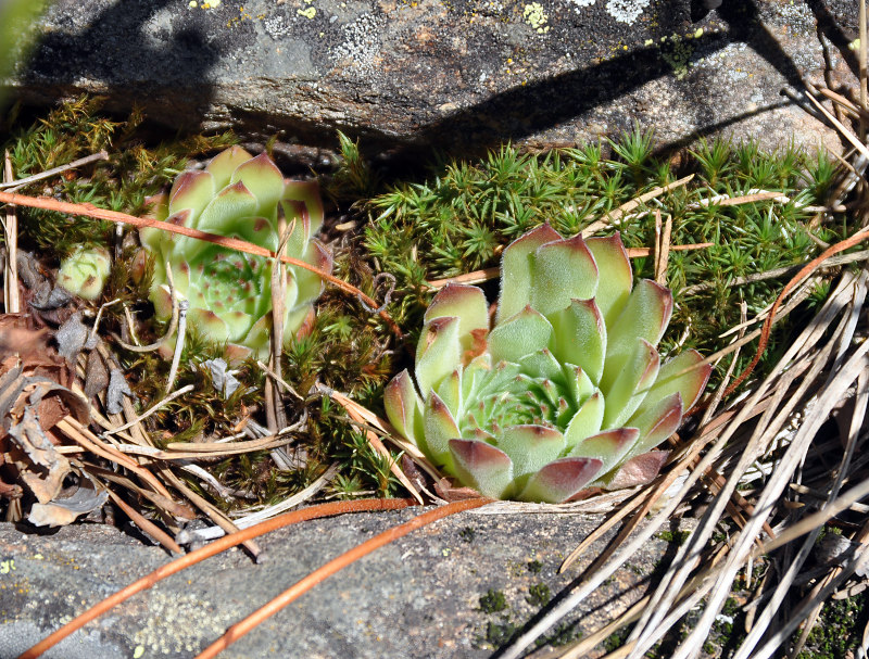 Image of Sempervivum caucasicum specimen.