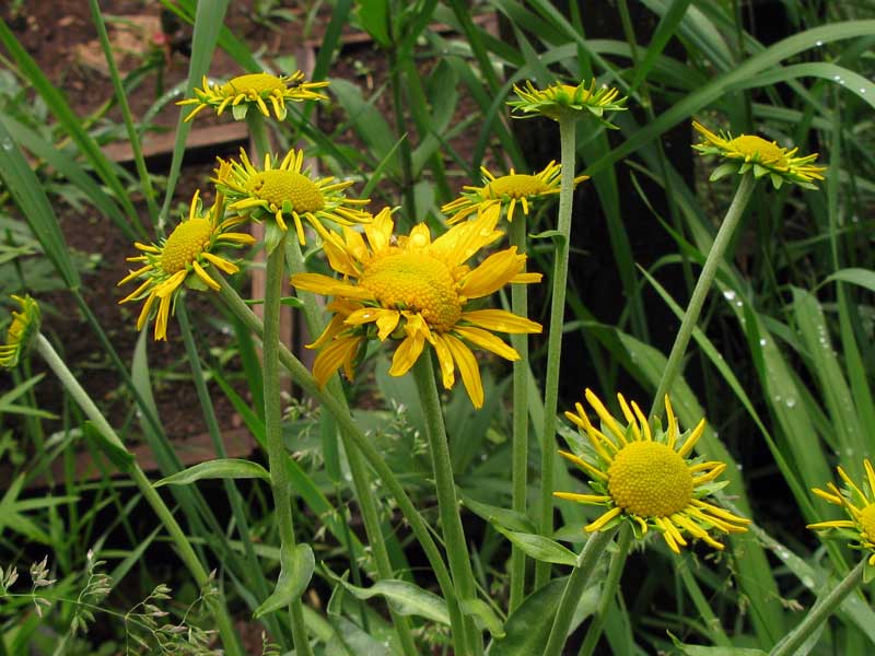 Image of Inula britannica specimen.