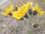 genus Hieracium. Соцветия. Кольский полуостров, Восточный Мурман, пос. Дальние Зеленцы, берег оз. Промерное. 11.08.2009.