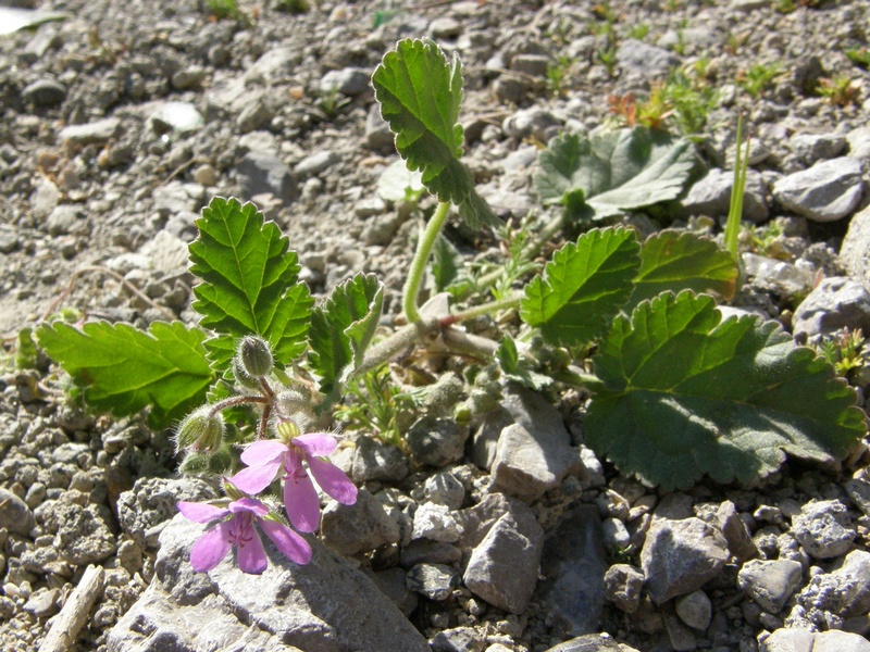 Image of Erodium malacoides specimen.