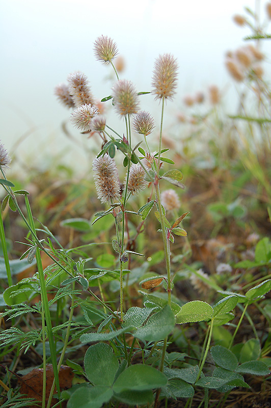 Image of Trifolium arvense specimen.