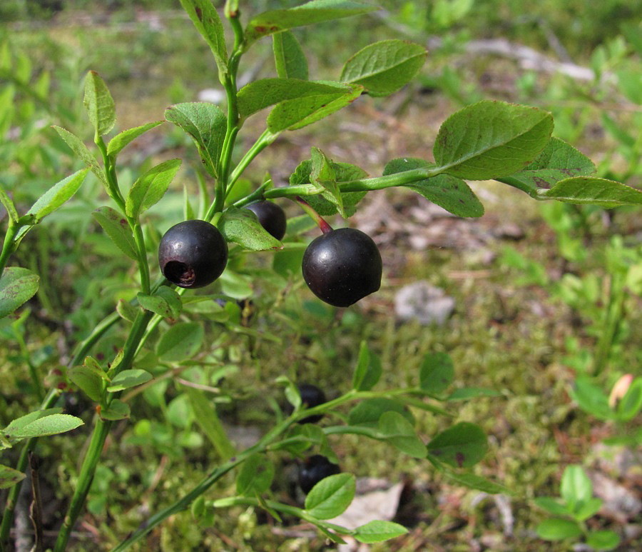 Image of Vaccinium myrtillus specimen.