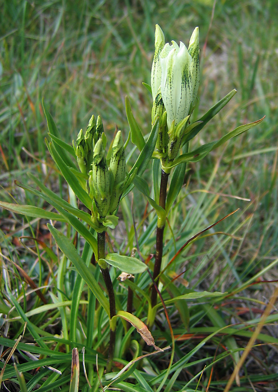 Image of Gentiana algida specimen.