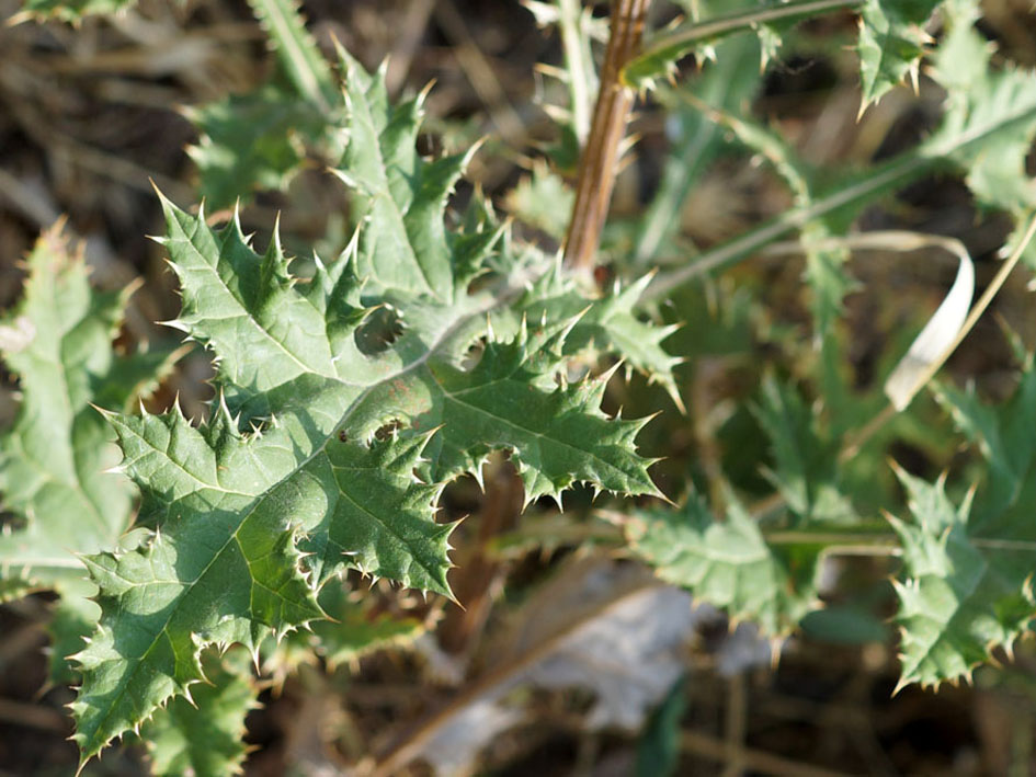 Image of Echinops chantavicus specimen.