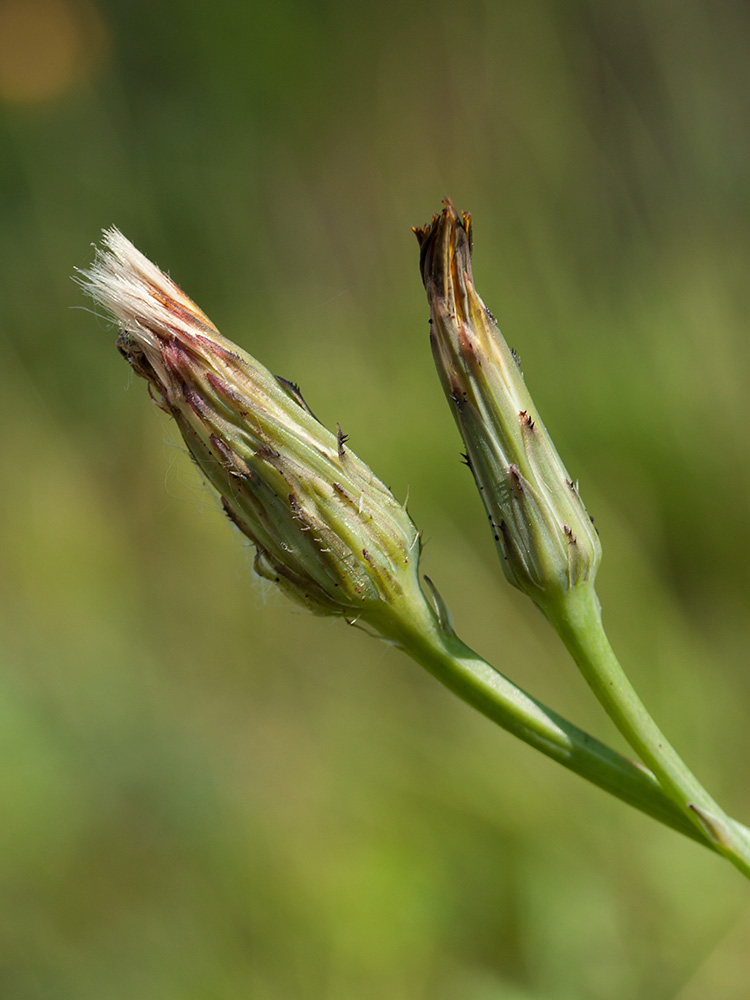 Image of Hypochaeris radicata specimen.