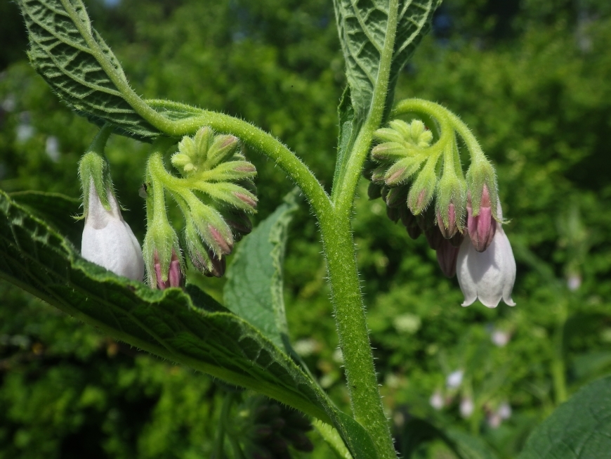 Image of Symphytum &times; uplandicum specimen.