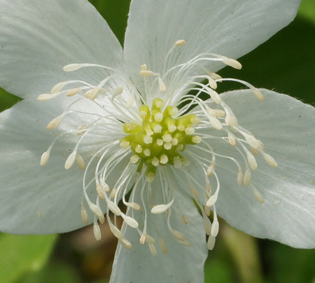 Image of Anemone umbrosa specimen.