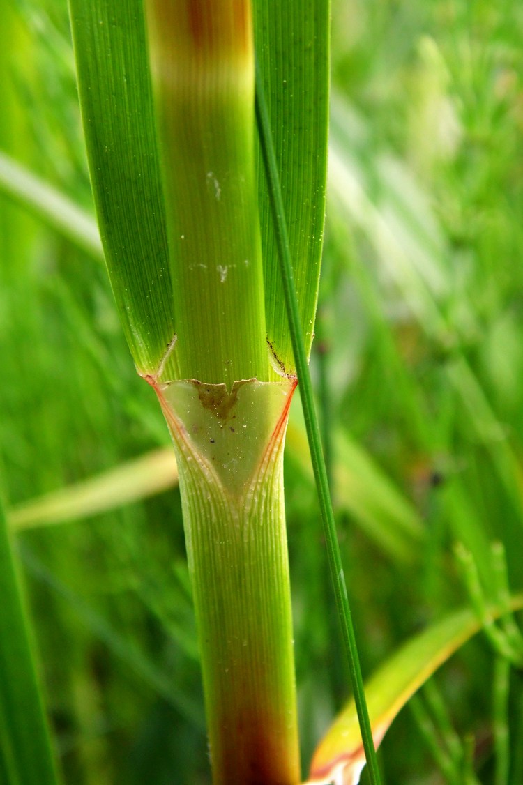 Image of Scirpus sylvaticus specimen.