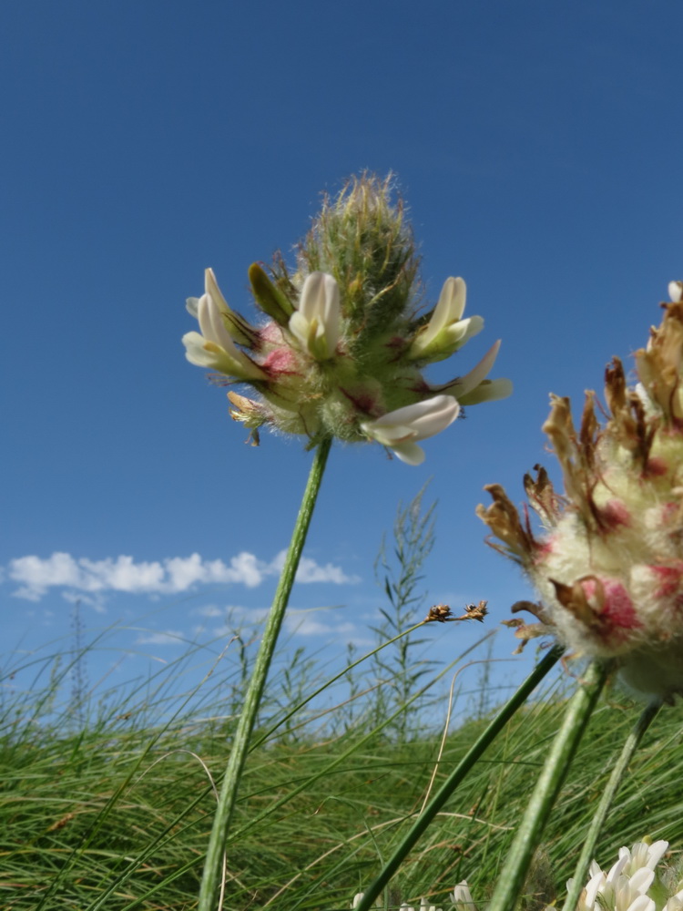 Изображение особи Astragalus kirilovii.