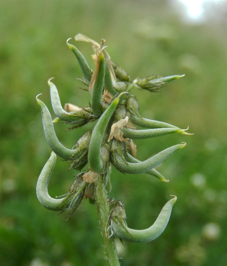 Image of Astragalus hamosus specimen.