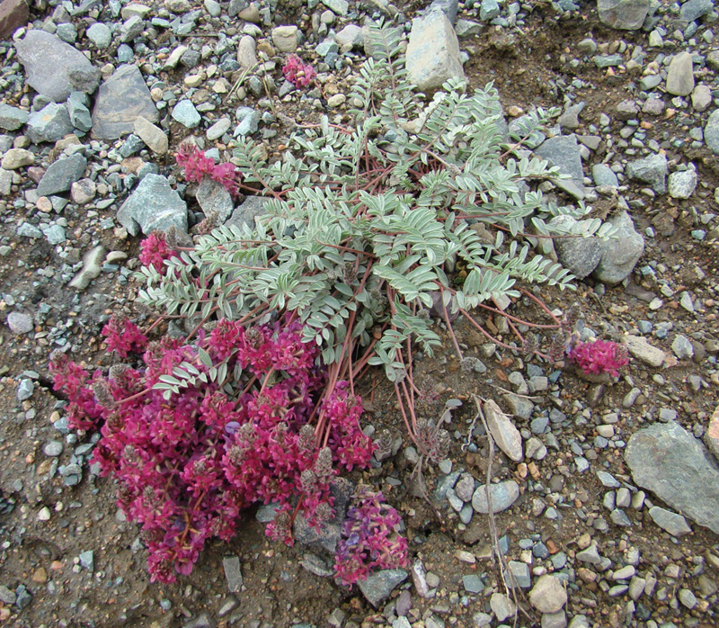 Image of Oxytropis susamyrensis specimen.