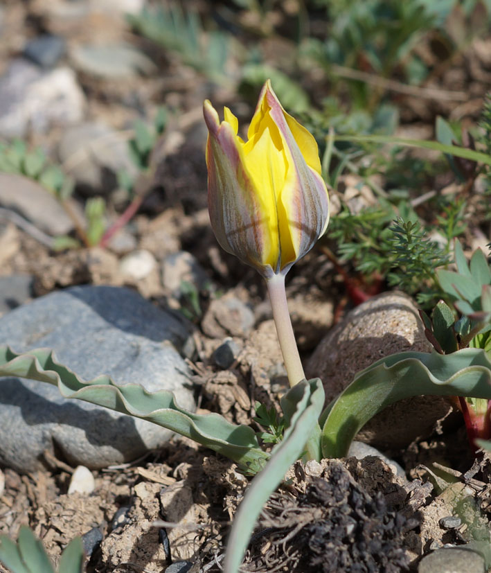 Image of Tulipa tetraphylla specimen.