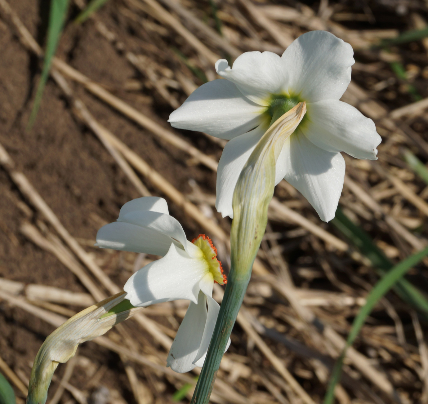 Изображение особи Narcissus poeticus.