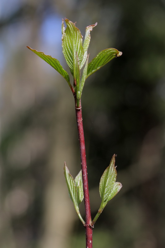 Image of Swida sericea specimen.