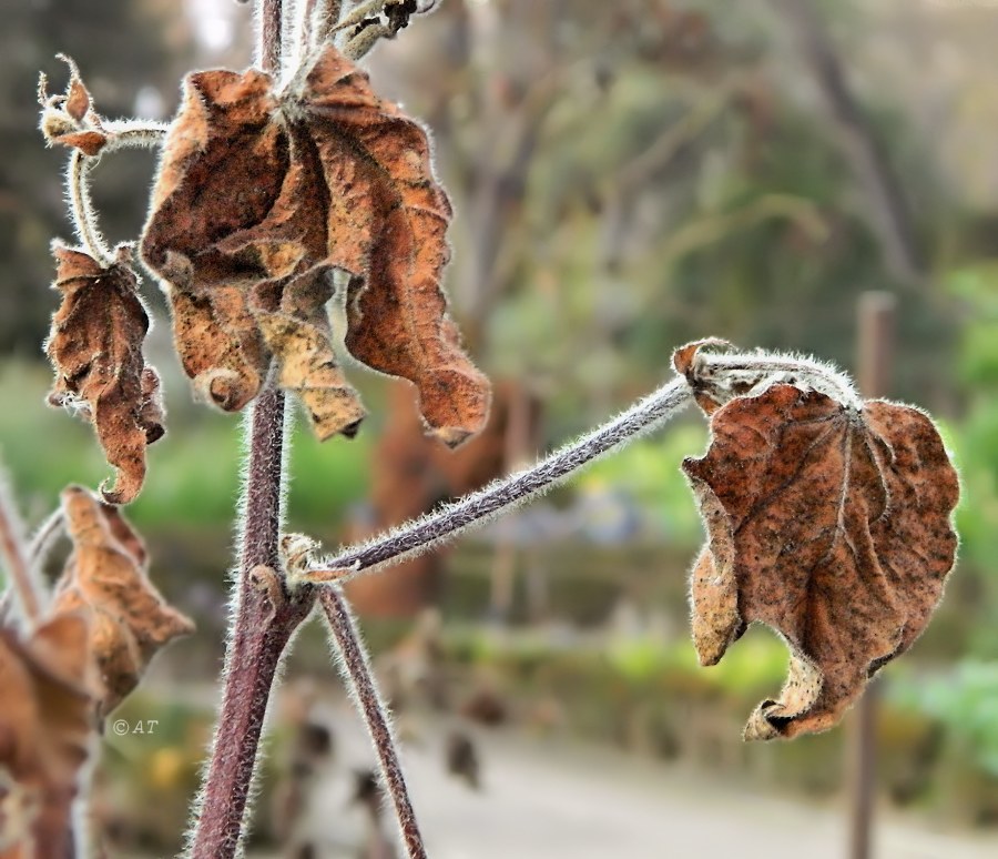 Изображение особи Gossypium herbaceum.