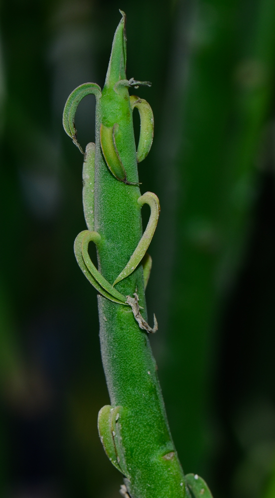 Image of Euphorbia schimperi specimen.