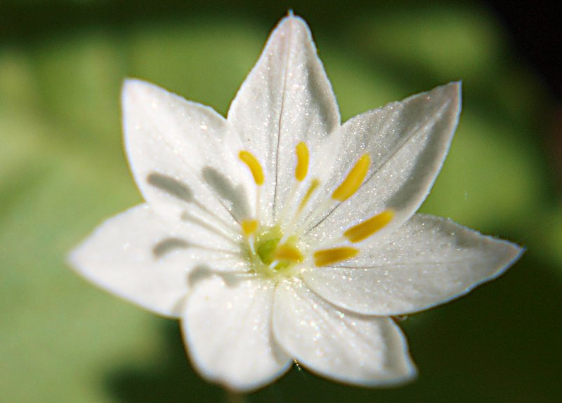 Image of Trientalis europaea specimen.