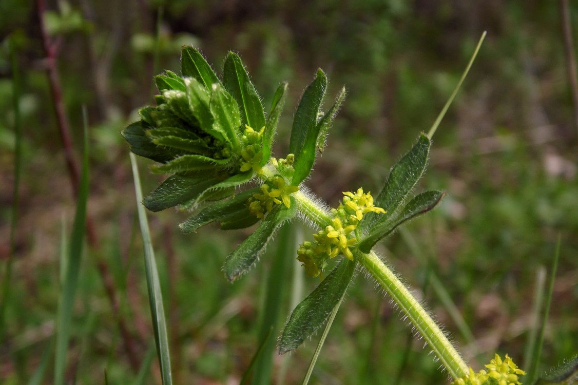 Image of Cruciata laevipes specimen.