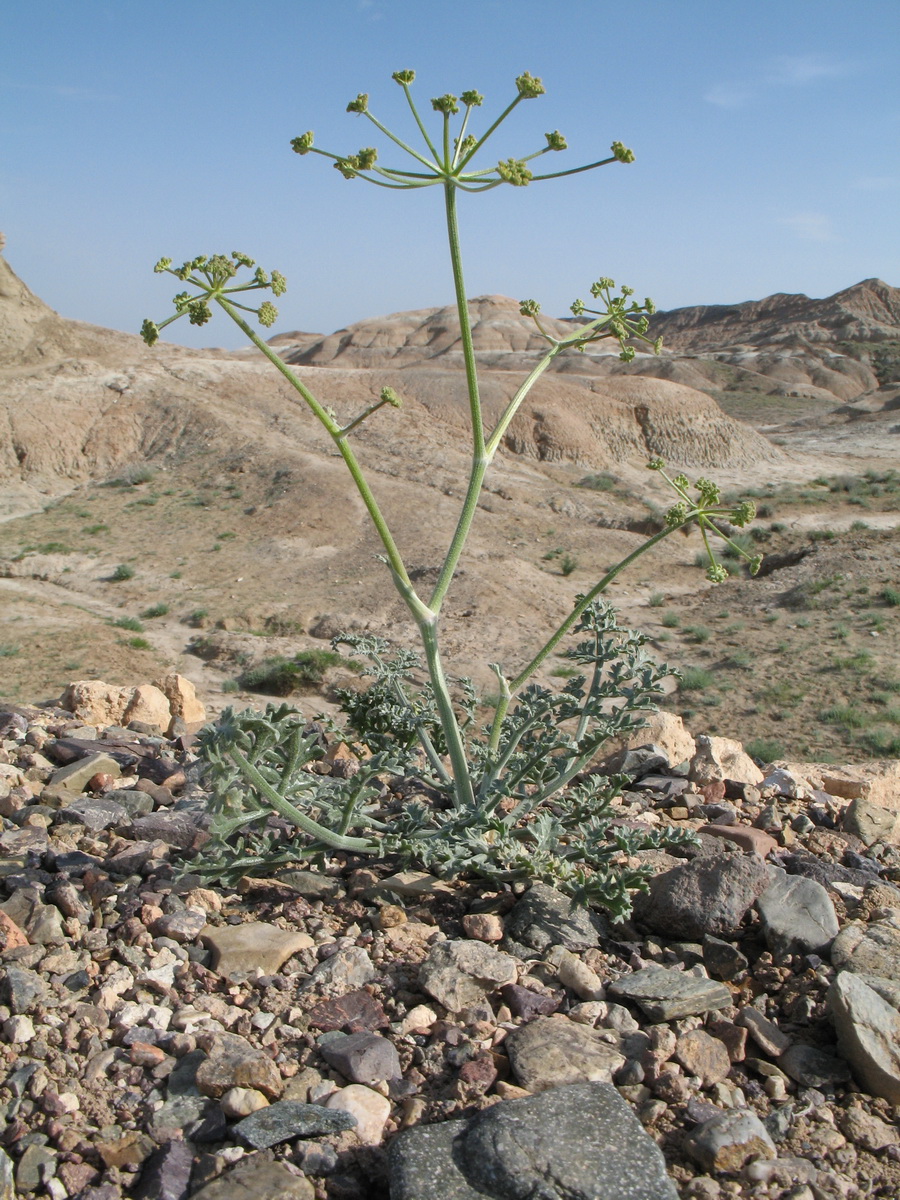 Image of Ferula syreitschikowii specimen.