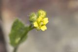 Draba nemorosa. Соцветие. Саратов, р-н Телевышки, опока. 01.05.2016.