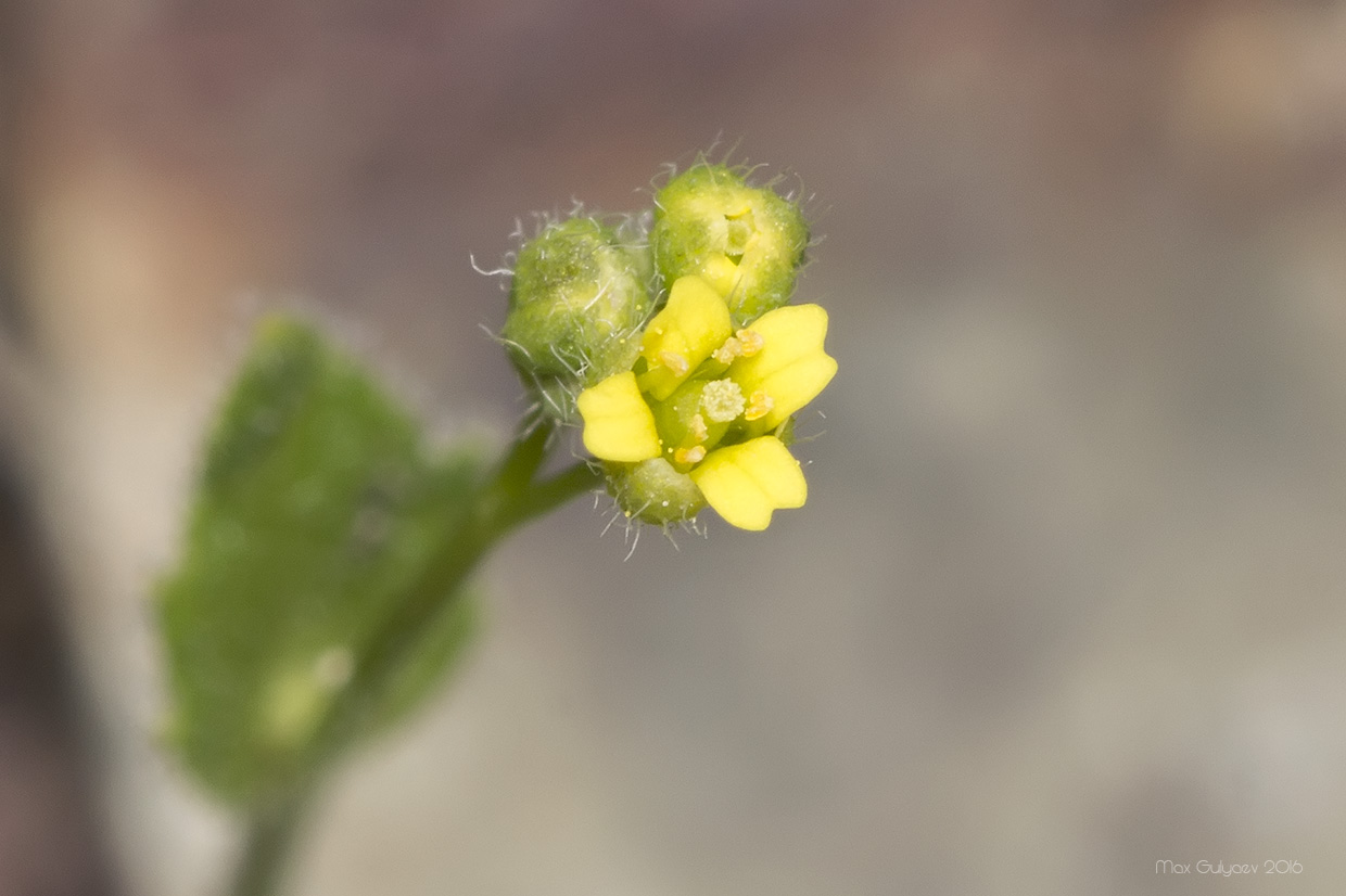 Image of Draba nemorosa specimen.