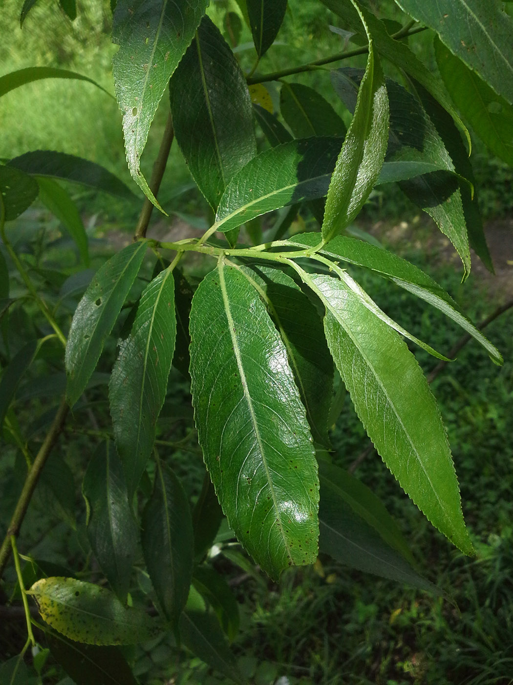 Изображение особи Salix &times; fragilis.