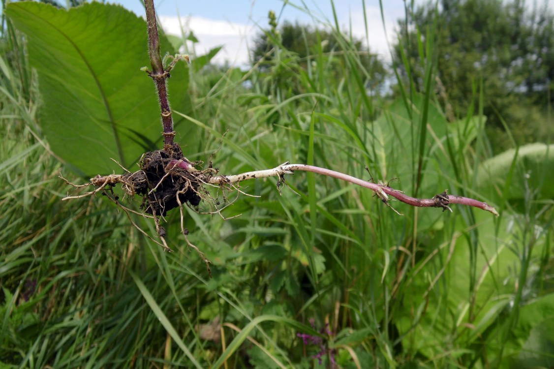 Image of Stachys sylvatica specimen.