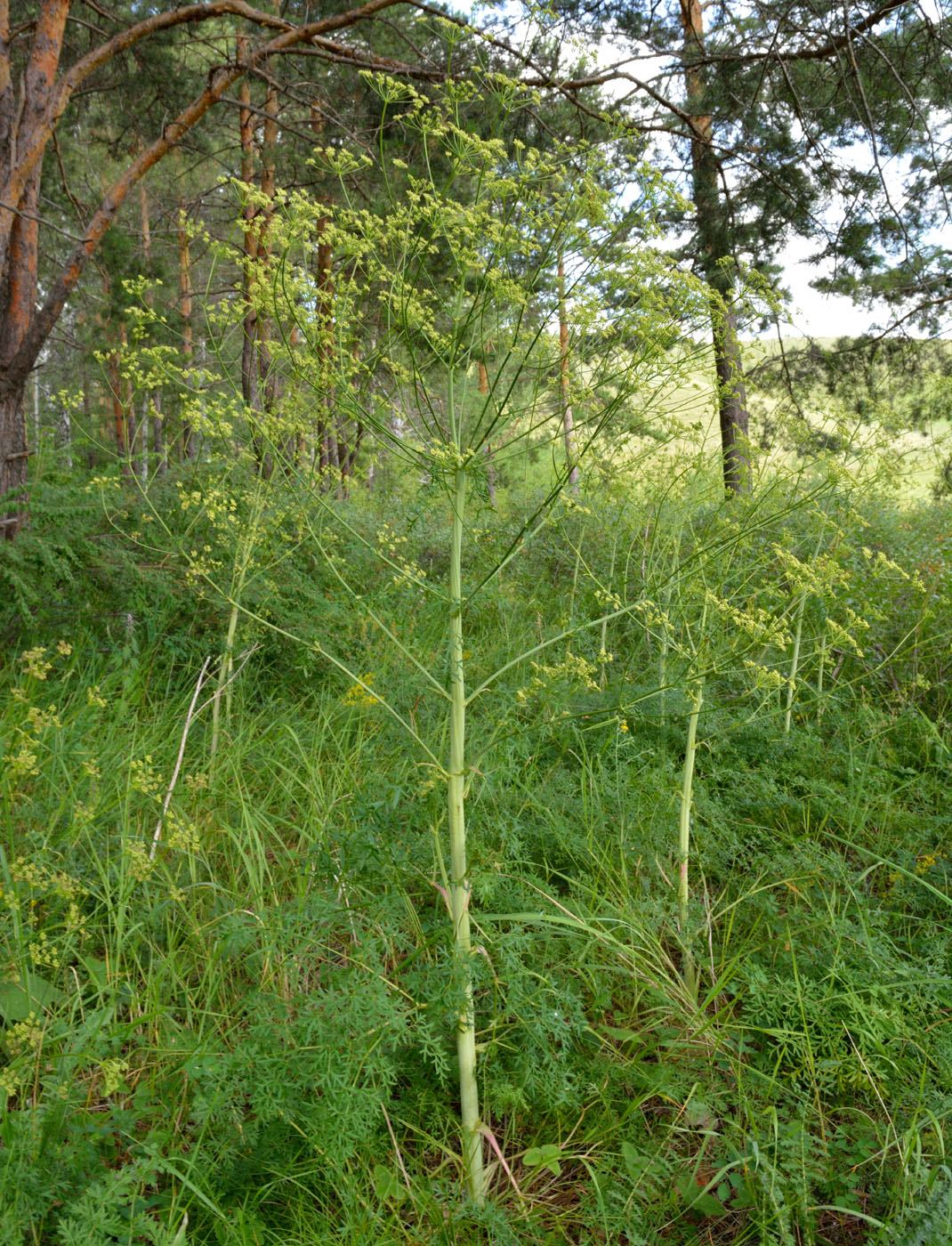 Изображение особи Xanthoselinum alsaticum.