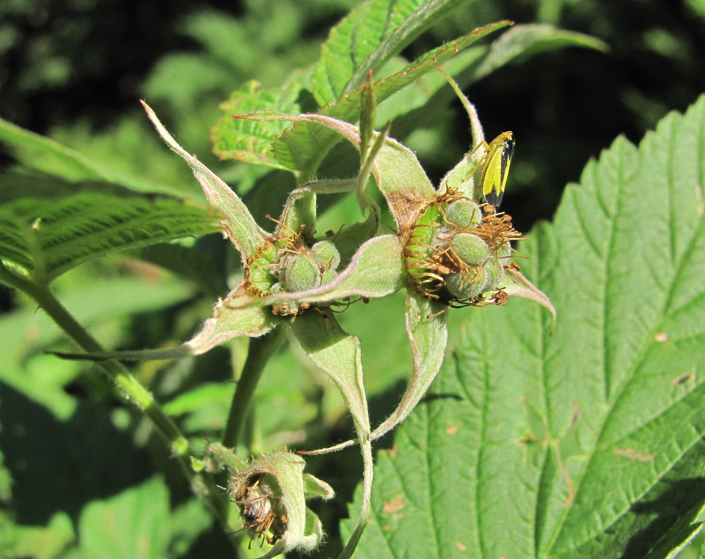 Изображение особи Rubus idaeus.