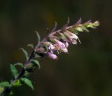 Odontites vulgaris. Верхушка побега с цветками. Московская обл., Раменский р-н, окр. ж.-д. платформы Хрипань, дорога через залежь. 17.08.2016.