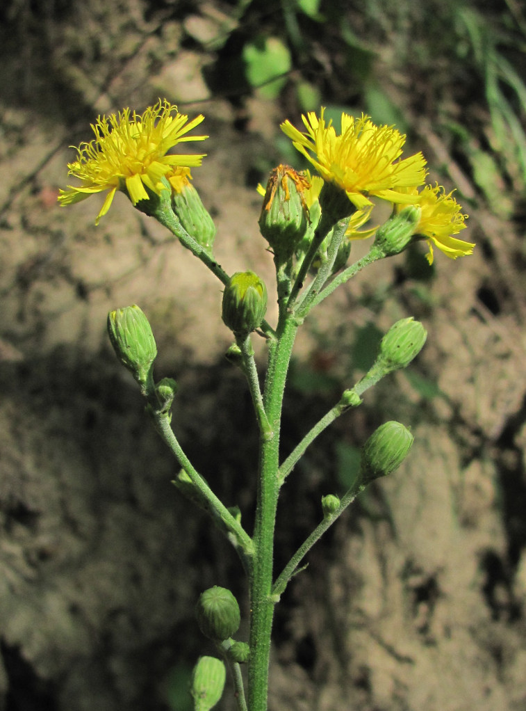 Изображение особи род Hieracium.