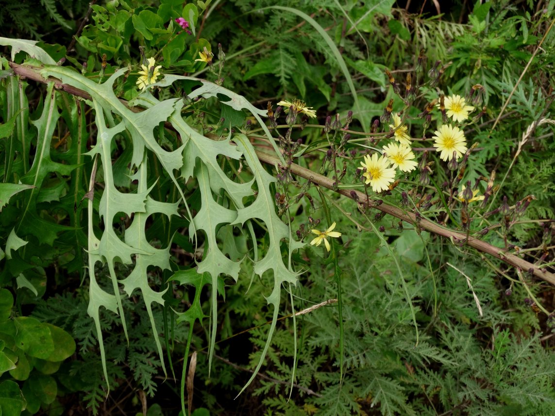 Image of Lactuca indica specimen.