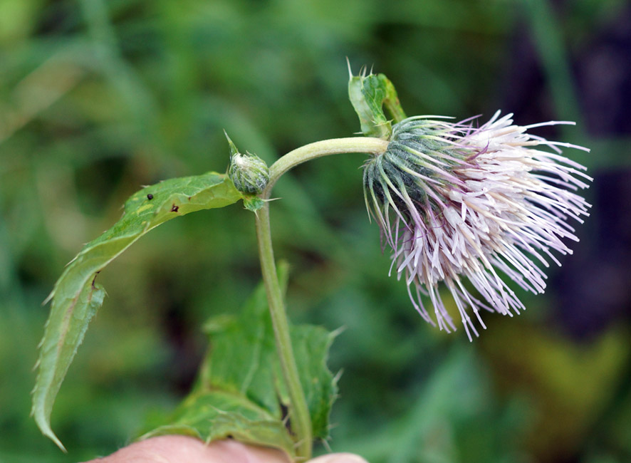 Image of Cirsium kamtschaticum specimen.