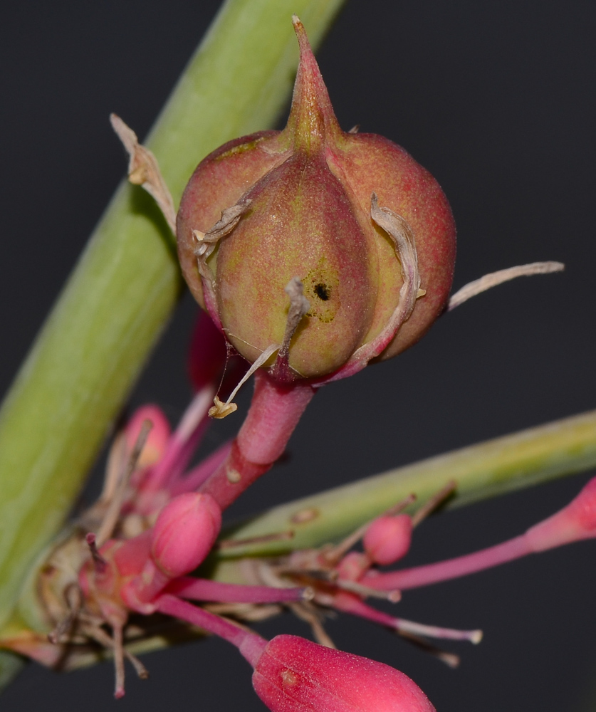 Image of Hesperaloe parviflora specimen.