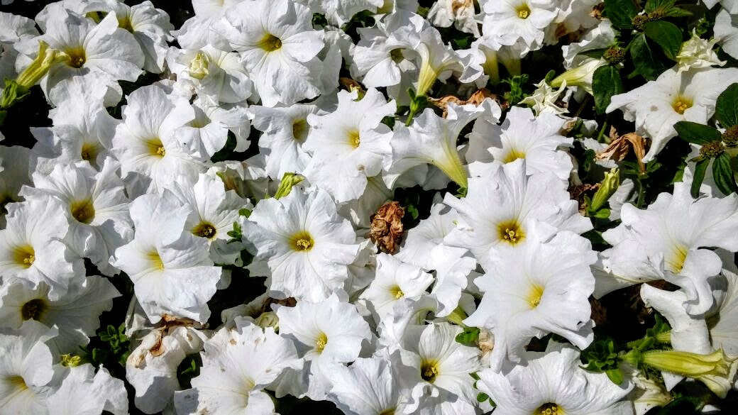 Image of Petunia &times; hybrida specimen.