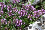 Thymus tauricus