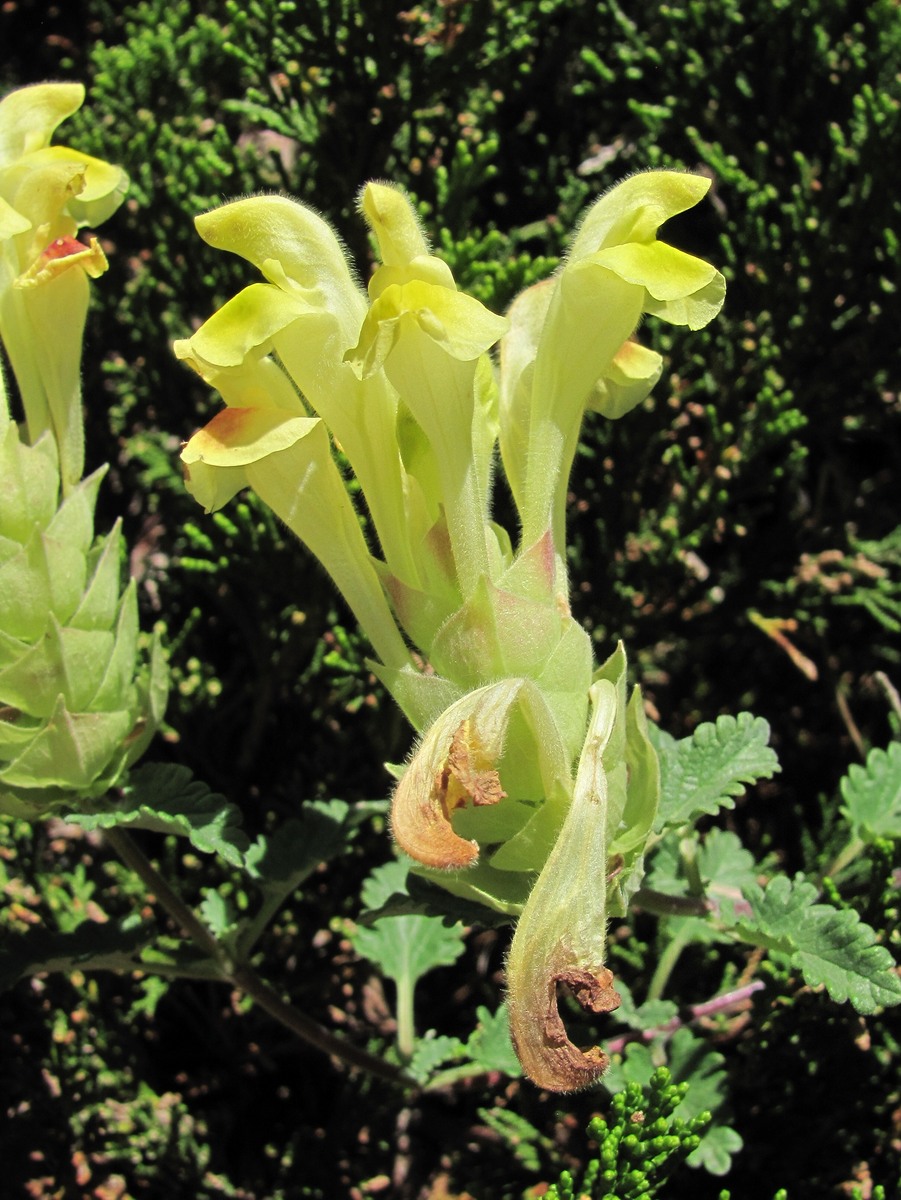 Image of Scutellaria oreophila specimen.