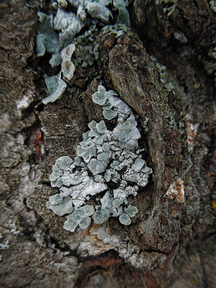 Image of Parmelia sulcata specimen.